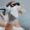 laser hair removal den haag laser Apparaat