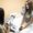 laser hair removal den haag gesprek